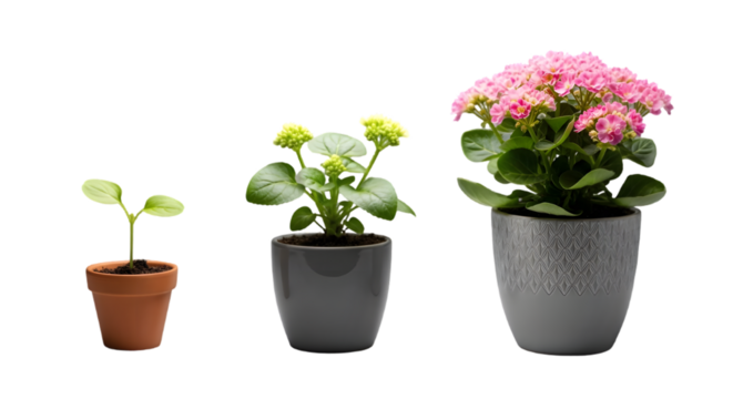Evolution of Blooms: A visual progression of plant growth, from tiny sprout to vibrant flowering stage. Presenting the beauty and power of nature's cyclical journey.