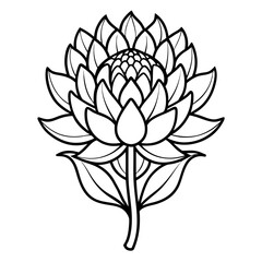  scadoxus puniceus vector on white background