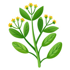 senecio articulatus vector on white background
