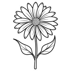  senecio articulatus line art vector on white background