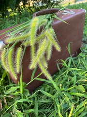 Retro suitcase with green foxtail grass decoration