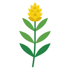  solidago rugosa vector on white