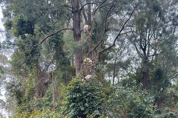 Photograph of Ibis birds relaxing on branches in a tall leafy tree in the Merrylands Central Gardens Nature Reserve in the Cumberland City Council area of NSW, Australia.