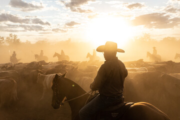 Herding cattle on horse back in the late afternoon dust and sunshine