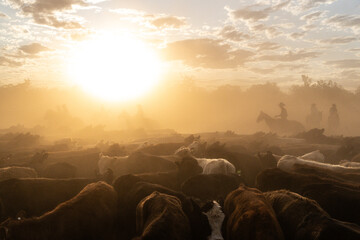 Herding cattle on horse back in the late afternoon dust and sunshine