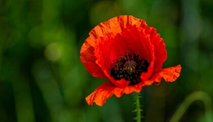 Vibrant red poppy in field