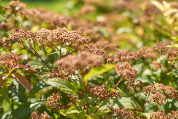 Vibrant brown flower cluster blooming in sunlit garden with lush green foliage and natural beauty.