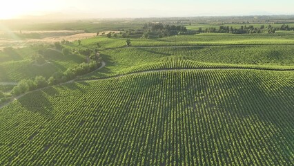 Fototapeta premium Vineyards in aerial drone video over a vineyards in an amazing Chilean landscape, Sunset