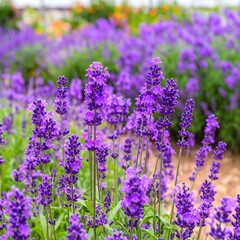 Obraz premium Vibrant purple lavender field