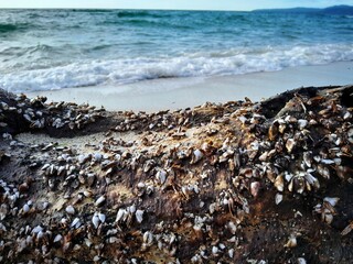 barnacles living on dead wood on the beach, barnacle clusters