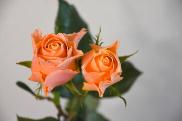 オレンジ色のバラ