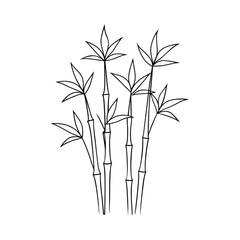 Obraz premium Slender bamboo stalks with pointed leaves plant nature