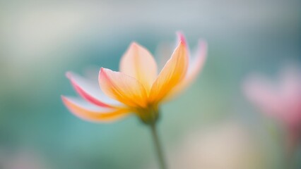 Fototapeta premium 花, 自然, とぶ, 白, 植える, 全盛期, 庭, 美しさ, プルメリア, サマータイム, 植物, インドソケイ, マクロ, 