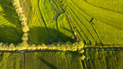 Lush green fields with winding paths and trees under bright sunlight during a serene afternoon