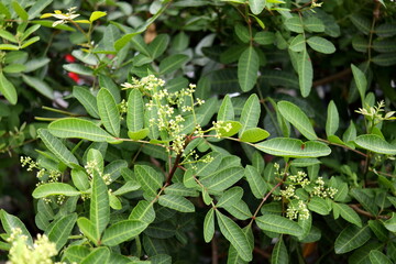 Pink peppercorns or Schinus terebinthifolia green leave and flowers blooming on top tree. Common another name is Brazilian peppertree, Brazilian pepper, Christmas berry or Florida holly.