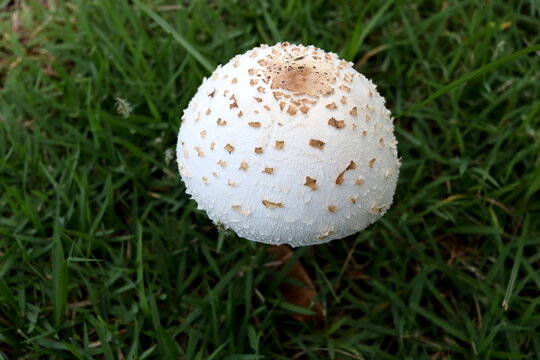 Close up False parasol or green spored lepiota or green spored parasol mushroom growing above green grass in Thailand. Sciencific name is Chlorophyllum molybdites.