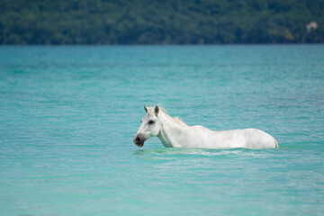 Horse in the lake