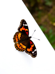 Obraz premium Black and orange butterfly with brown patterns perched on a white background