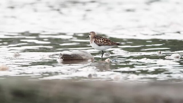 A Little Stint (Calidris minuta) rests on the shore, showcasing its tiny frame and delicate wading features.