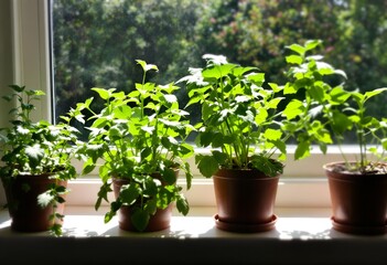 Sunlit Herb Garden on Windowsill: Fresh Mint and Thyme Plants