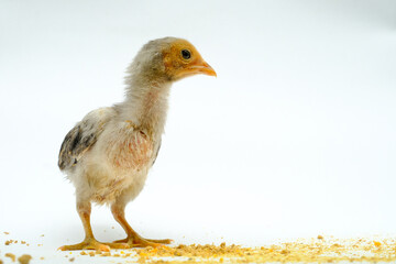 a gray chick isolated on a white background

