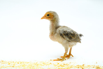 a gray chick isolated on a white background

