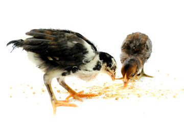 a group of chicks eating pellets isolated on white background