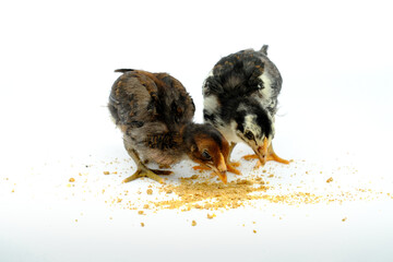 Obraz premium a group of chicks eating pellets isolated on white background