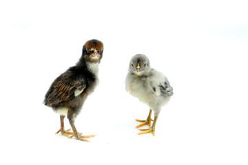 a group of chicks isolated on white background