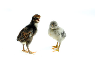 a group of chicks isolated on white background