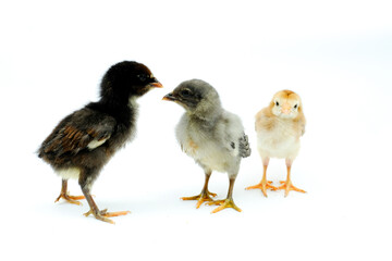 a group of chicks isolated on white background