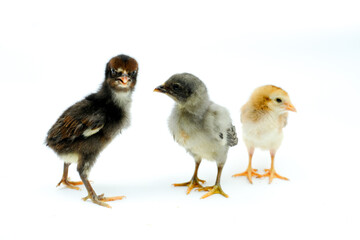 a group of chicks isolated on white background