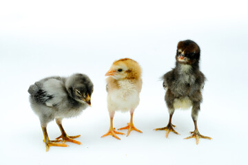 a group of chicks isolated on white background