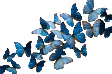Blue butterflies isolated on transparent background