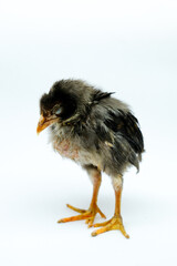 a sick chick isolated on white background