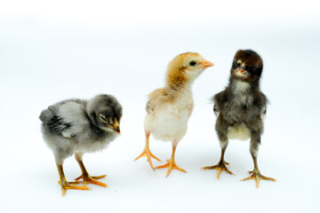 a group of chicks isolated on white background