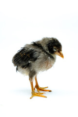 a sick chick isolated on white background © Faizal