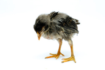 a sick chick isolated on white background