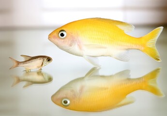 Fototapeta premium goldfish in aquarium