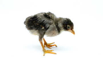 a sick chick isolated on white background
