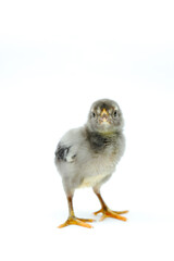 a gray chick isolated on a white background


