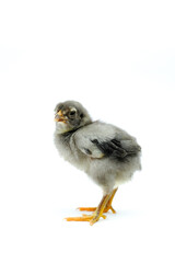 a gray chick isolated on a white background

