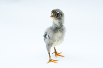 a gray chick isolated on a white background

