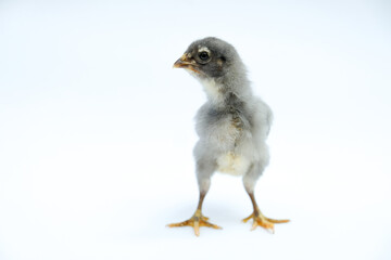 a gray chick isolated on a white background

