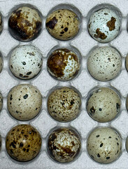 Obraz premium Fresh quail eggs in a tray top view on a wooden table ready for sale. Quail eggs arranged on the egg tray. Raw quail eggs on a culinary background. The concept of proper nutrition, healthy lifestyle. 