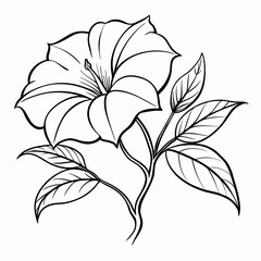 black and white dwarf morning glory flower