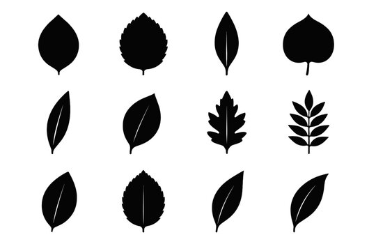 Icon serrated laurel beech vector silhouette leaf arc shape lance icons lobes