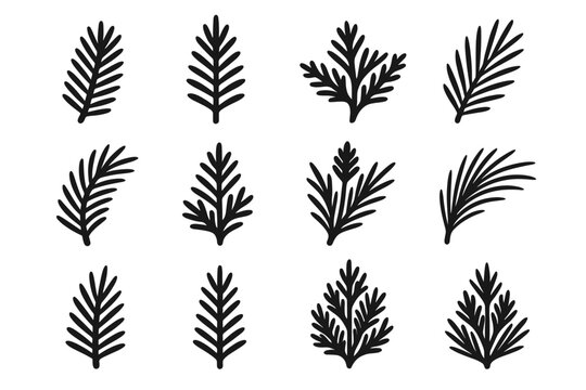 Forest needle needles pine spruce conifer branch fir icon twig vector