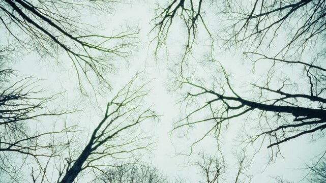Bare tree branches against bright sky in winter