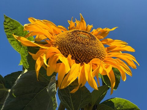 Beautiful yellow sunflower alike sun against sky.